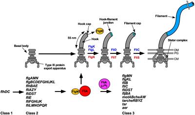 Multiple Roles of Flagellar Export Chaperones for Efficient and Robust Flagellar Filament Formation in Salmonella